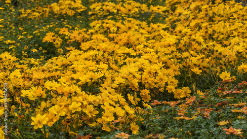 Fotografi Bidens Popstar, a plant with yellow flowers