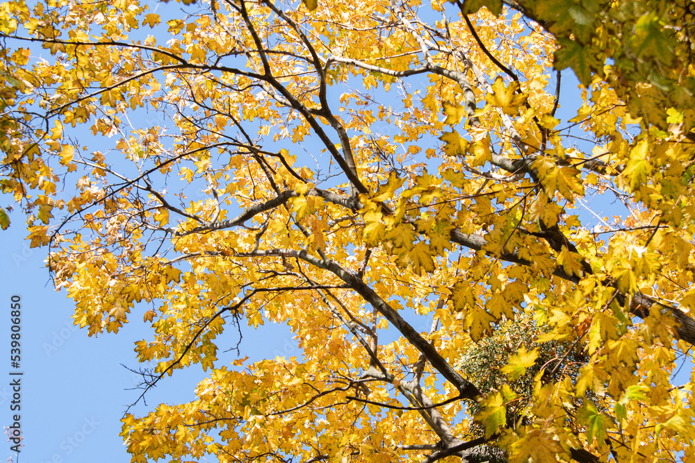 Lots of yellow leaves on a blue sky background. Lots of yellow leaves on a blue sky background.