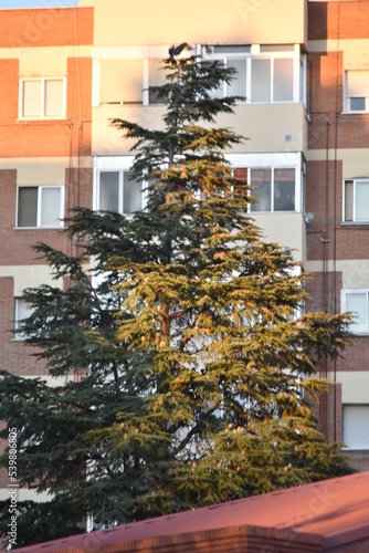 christmas tree in the city