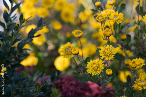 Yellow small garden chrysanthemum. Background autumn flowers. © Алина Костюк