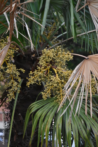 tree branches