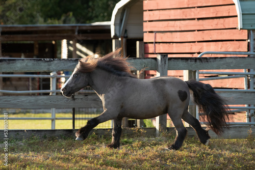 Εκτύπωση καμβά Miniature horse(s) cantering and playing in their pasture.