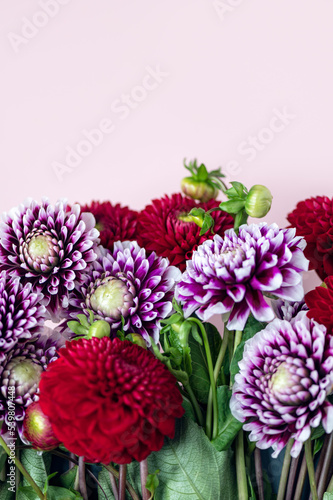 Beautiful bunch of dahlia flowers on pink background  Autumn garden flowers  copy space