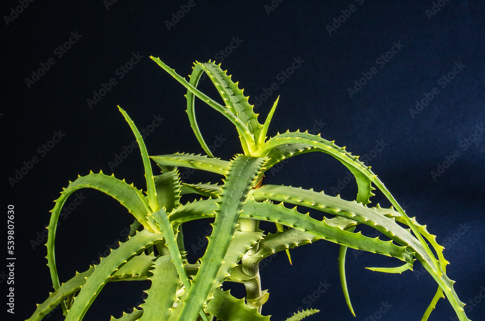 Naklejka premium The aloe bush glows in the backlight against a dark background, front view