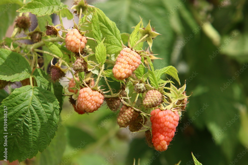Raspberry bushes with ripe berries in the city park. Raspberry bushes with ripe berries in the city park.