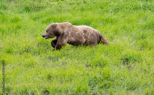 Alaskan brown bear in meadow