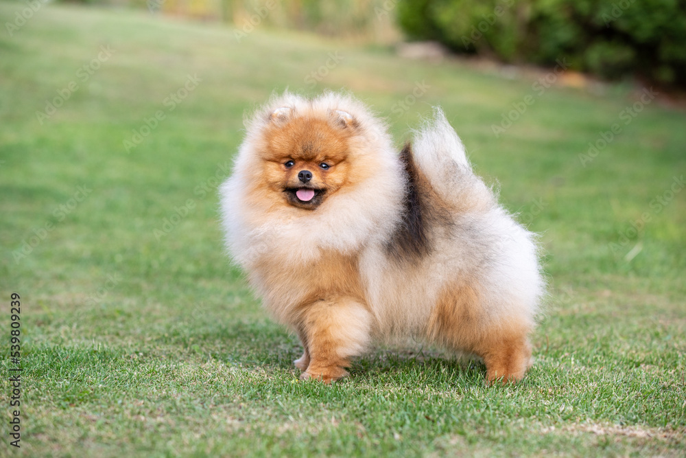 Ein junger Zwergspitz / Pomeranian, am Abend auf der Wiese Ein junger Zwergspitz / Pomeranian, am Abend auf der Wiese