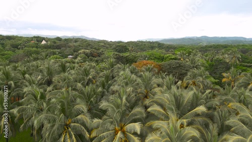 Beautiful shot of the coconut trees on the coast of Junquillal in Guanacaste, Costa Rica photo
