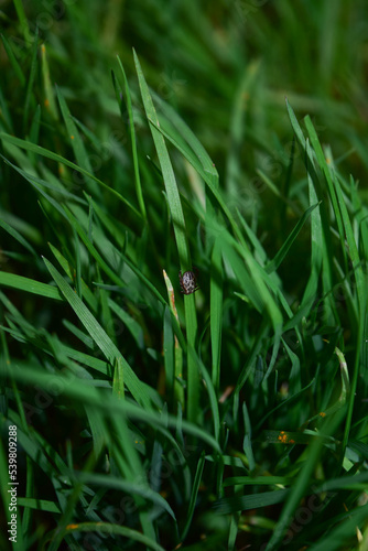 A steppe tick crawls in the green grass on a summer day