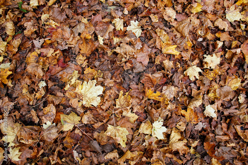 directly above shot of brown and yellow autumn leaves on the ground as autumnal background directly above shot of brown and yellow autumn leaves on the ground as autumnal background