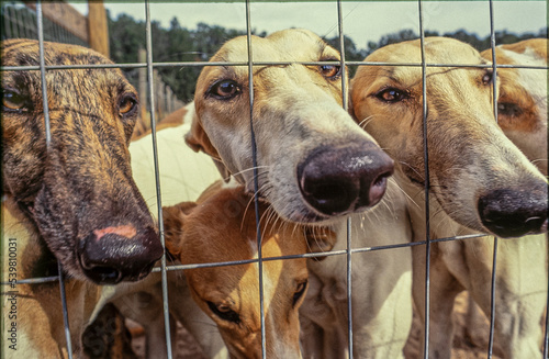 Fototapeta Pack of rescued Greyhound racing dogs in fenced area