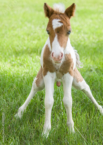 1 day old Miniature horse foal colt pees
