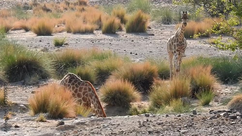 Giraffen trinken an einem Wasserloch in der Gegend von Palmwag photo