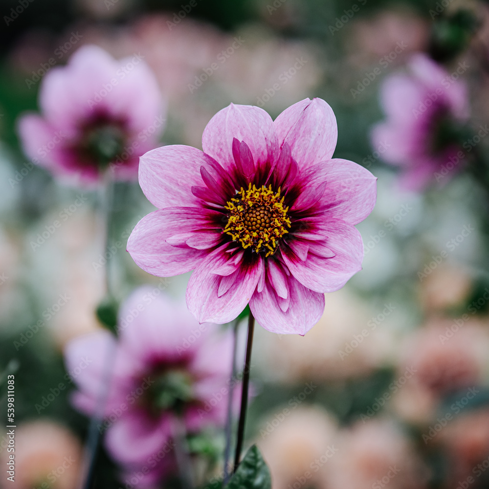 dahlie, dahlia, dahlien, blüte auf der Insel Mainau im Bodensee. Dahlienblüte im Spätsommer oder Herbst dahlie, dahlia, dahlien, blüte auf der Insel Mainau im Bodensee. Dahlienblüte im Spätsommer oder Herbst