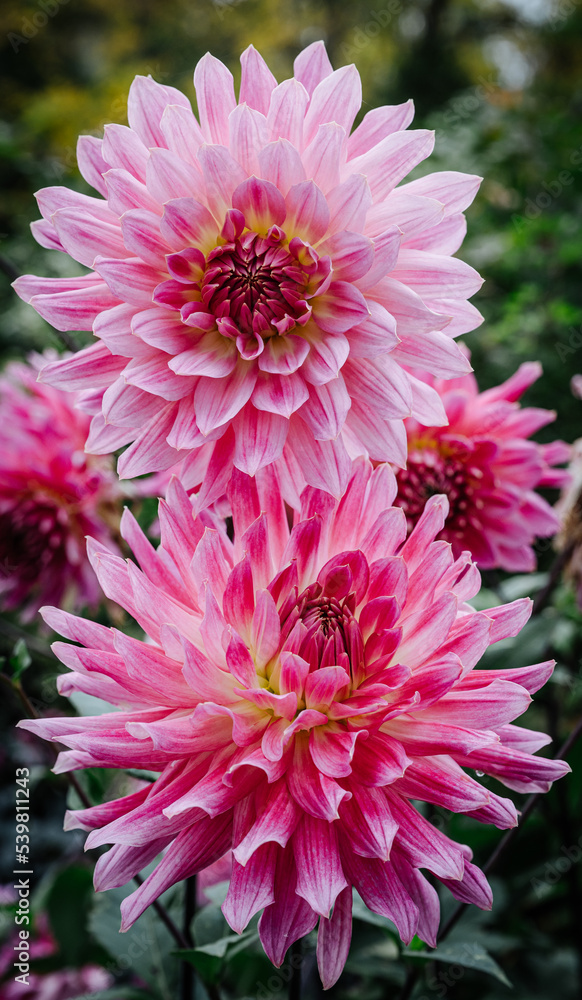 Dahlien, dahlia, dahlien, blüte auf der Insel Mainau im Bodensee. Dahlienblüte im Spätsommer oder Herbst Dahlien, dahlia, dahlien, blüte auf der Insel Mainau im Bodensee. Dahlienblüte im Spätsommer oder Herbst