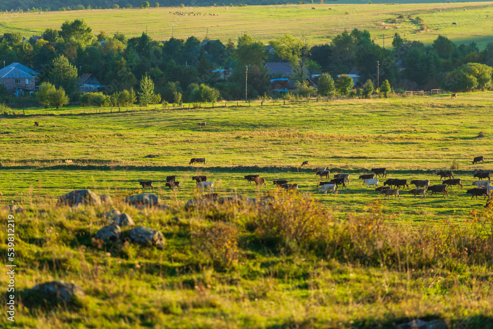 Sunset landscape with grazing cows