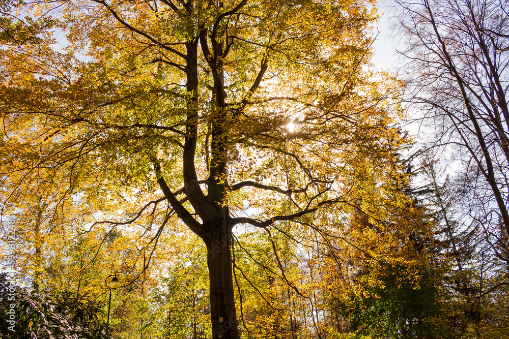 Magical old tree with sun rays in the morning. Amazing forest in fog. Colorful landscape with foggy forest, gold sunlight, red foliage at sunrise. Fairy forest in autumn. Fall woods. Enchanted tree