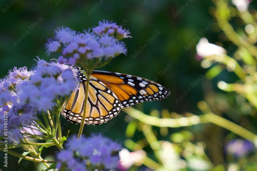 Obraz premium monarch butterfly danaus plexippus with blue mistflower