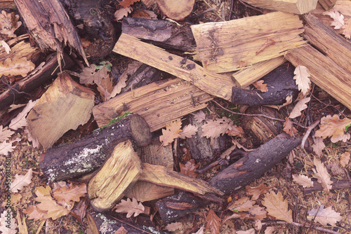 Texture automnale à base de copeaux bois, feuilles mortes et glands.  photo
