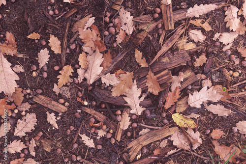 Texture automnale à base de copeaux bois, feuilles mortes et glands.  photo