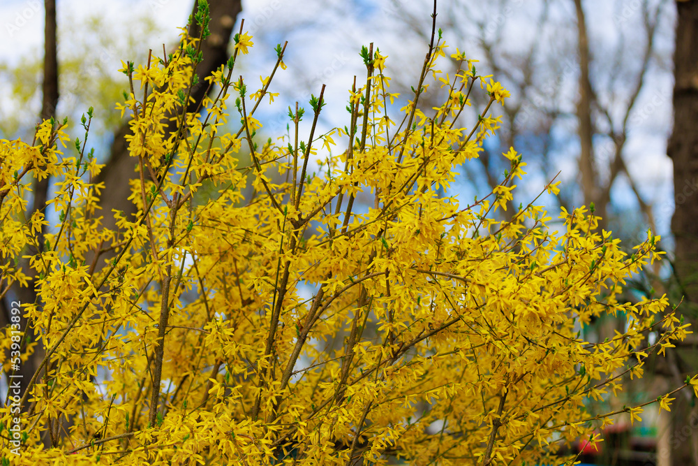 Fototapeta premium Yellow flowering Forsythia bush in spring. Selective focus. Background with copy space for text