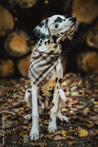 junger Dalmatiner  Junghund   Welpe  vor Holzstapel im Herbst mit Laub und Halstuch