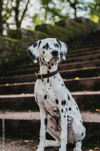 junger Dalmatiner (Junghund / Welpe) sitzt auf Treppe im Herbst / Frühling)