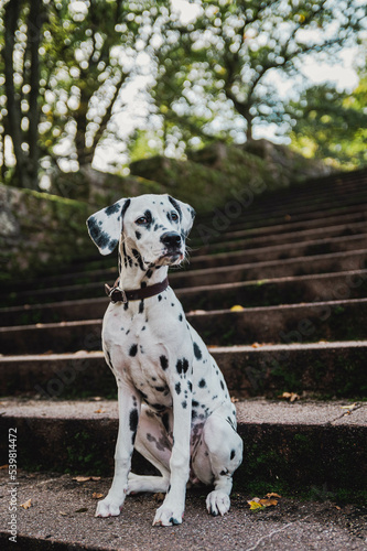 junger Dalmatiner  Junghund   Welpe  sitzt auf Treppe im Herbst   Fr  hling 