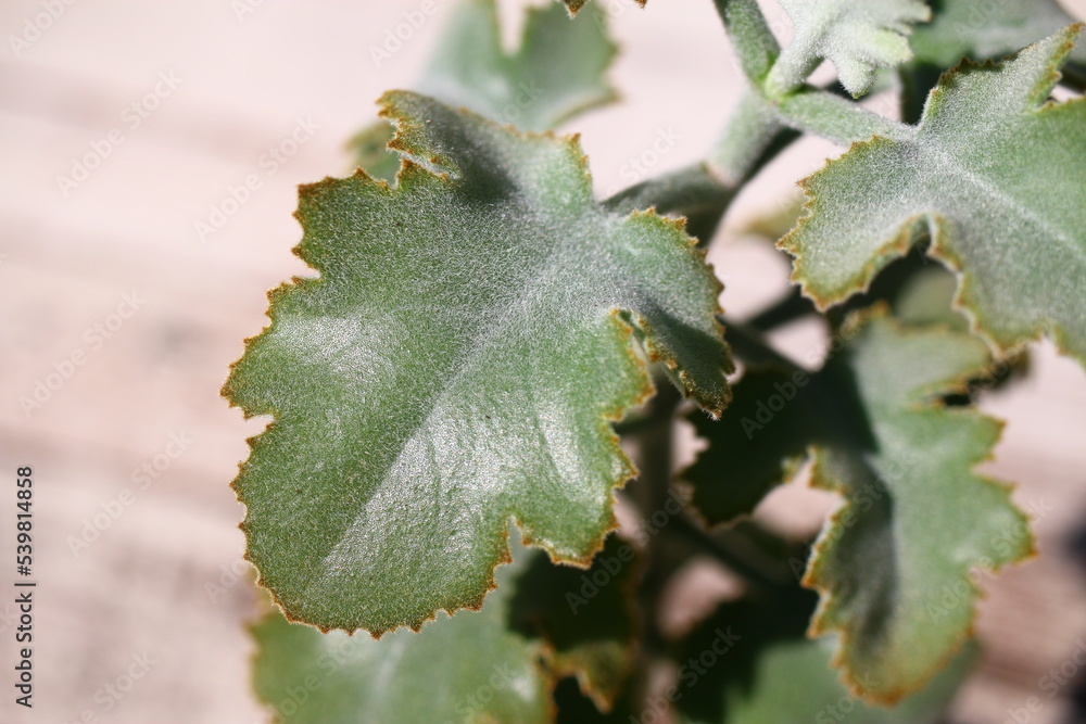 Kalanchoe beharensis pluszowe uszy słonia
