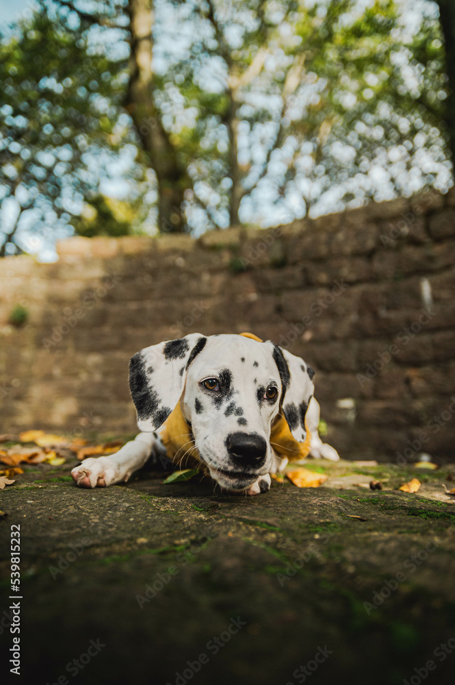junger Dalmatiner Hund mit gelben Halstuch im Herbst ( Welpe / Junghund) junger Dalmatiner Hund mit gelben Halstuch im Herbst ( Welpe / Junghund)