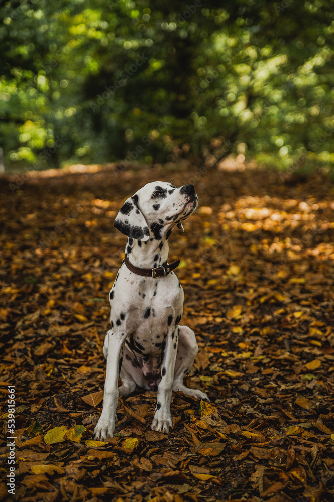 junger Dalmatiner (Welpe / Junghund) im Herbst mit bunten Laub.