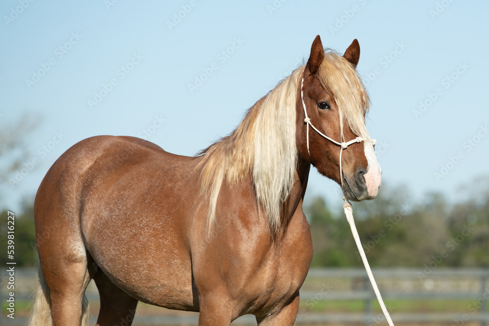 Fototapeta premium Headshot of a mustang horse wearing a rope halter.