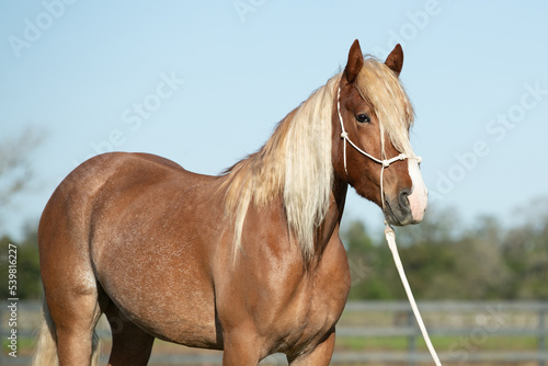 Headshot of a mustang horse wearing a rope halter.