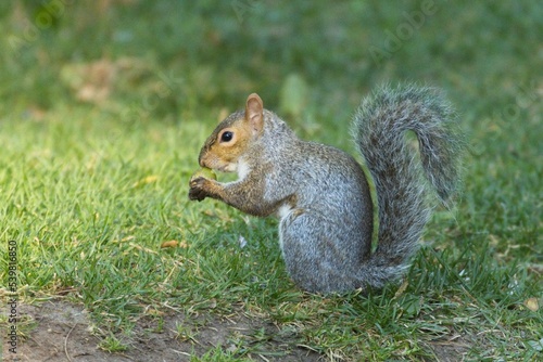 Cute squirrel appears to sniff an acorn.
