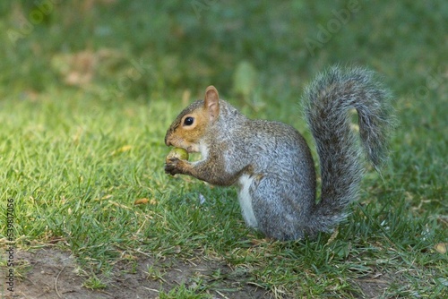 Squirrel eating and acorn in a park.
