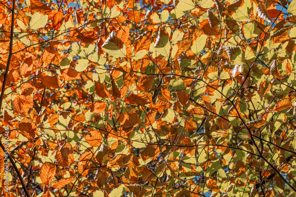 Leaves turn yellow in the upcoming autumn. Leaves turn yellow in the upcoming autumn.