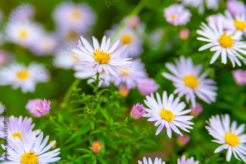 Astra flowers. Flower bed. Asters bloom in autumn. Selective focus. Shallow depth of field