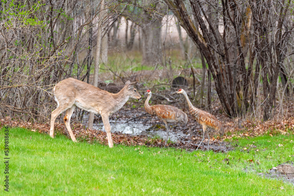Sandhill Cranes And Young Deer Face Off At The Creek Sandhill Cranes And Young Deer Face Off At The Creek