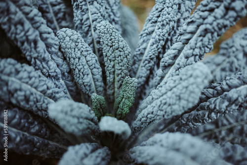 Kale