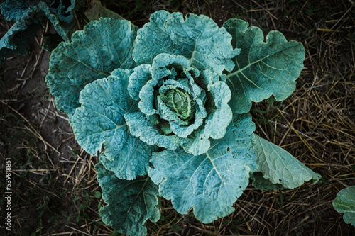 Kale