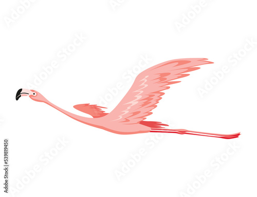 Pink flamingo. Exotic tropical bird character. Isolated wildlife animal. Nature wild fauna. Cute african bird flying