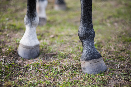 Hooves of a gray horse close-up. The animal stands on a green field