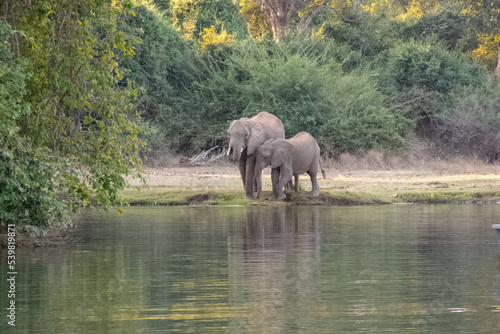 Two elephants drinking water by the river, Zambia