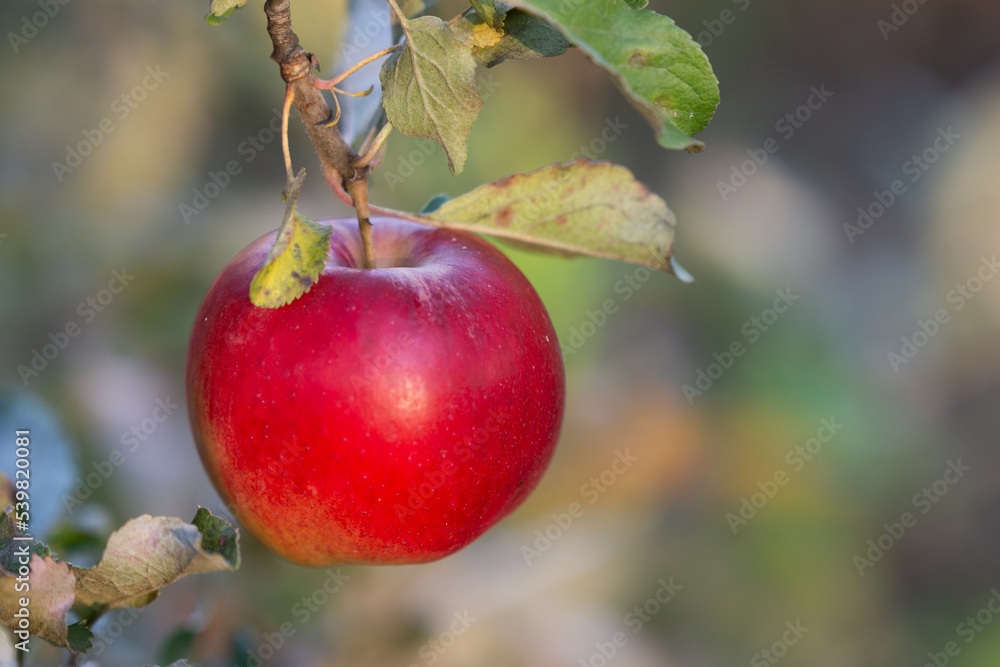 One red apple on the branch of apple tree One red apple on the branch of apple tree