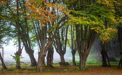 Photography the small bench in the woods at dawn with fog