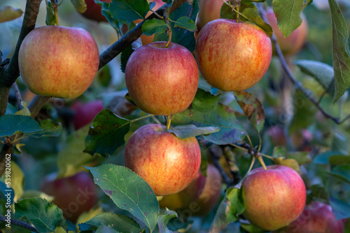 Branch of apple tree with ripe pockmarked apples