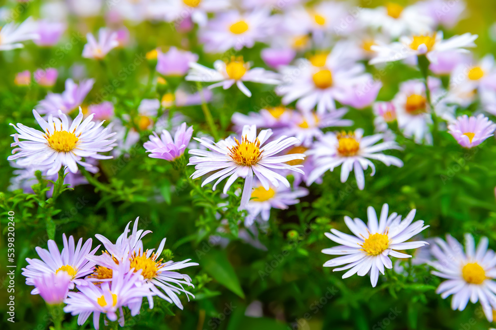 Asters flowers. Flower bed. Asters bloom in the fall. Selective focus. Shallow depth of field