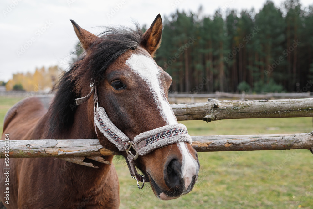 Naklejka premium A red horse stands behind a wooden fence in an enclosure. Animal head portrait