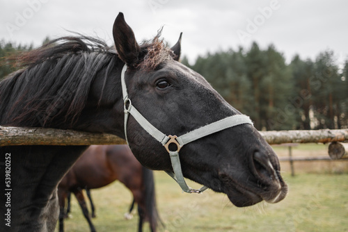 Portrait of a black horse head behind a hedge against a background of a green forest