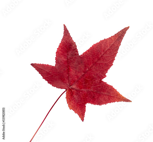 Autumn maple leaf bright on white background.